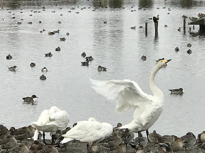 初めての餌付け瓢湖(ひょうこ)
